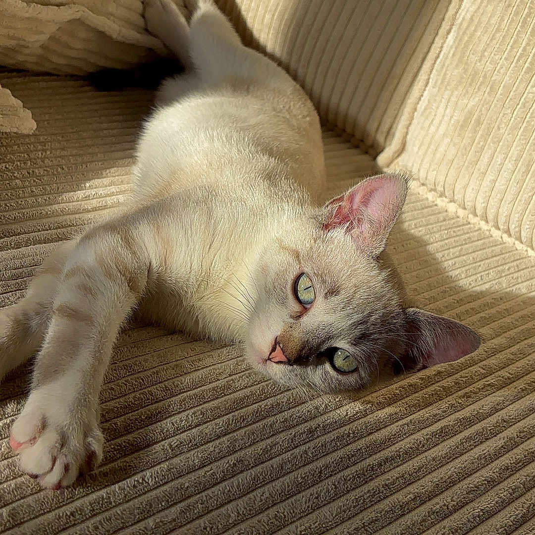 Mystygris participe au concours pour gagner de l'argent avec cette photo : abyssinian, animal, architecture, armchair, building, cat, chair, couch, cushion, furniture, hardwood, homedecor, kitten, linen, manx, person, pet, siamese, sleeping, wood