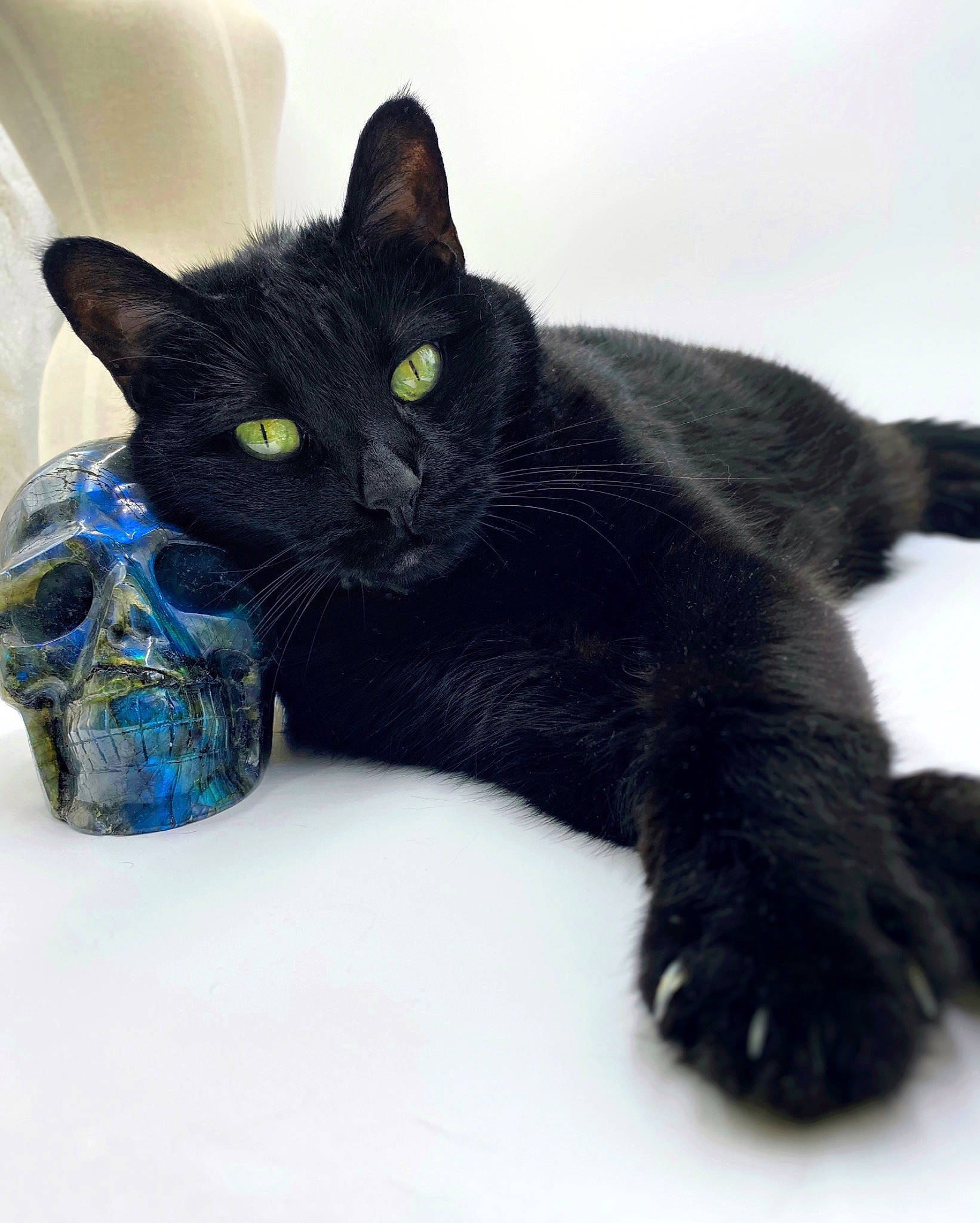 Daphne joined the competition — help win amazing prizes! black_cat, bombay, carnivore, cat, cat_supply, claw, comfort, domestic_short_haired_cat, electric_blue, felidae, foot, fur, gesture, paw, small_to_medium_sized_cats, snout, tail, terrestrial_animal, whiskers
