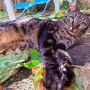 Orezza participe au concours pour gagner de l'argent avec cette photo : cat, tabby, animal, pet, outdoor, leaves, ground, feline, stretching, curious, garden, nature, whiskers, ears, paws, eyes, fur, closeup, relaxed, daylight