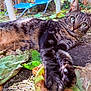 cat, tabby, animal, pet, outdoor, leaves, ground, feline, stretching, curious, garden, nature, whiskers, ears, paws, eyes, fur, closeup, relaxed, daylight