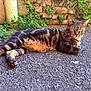 Orezza a rejoint le concours — aidez-le/la à gagner de superbes lots ! cat, tabby_cat, animal, pet, outdoor, sunlight, relaxing, gravel, stone_wall, greenery, curious, feline, fur, whiskers, ears, nature, resting, mammal, daylight, closeup