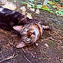 Orezza a rejoint le concours — aidez-le/la à gagner de superbes lots ! cat, tabby, outdoor, ground, leaves, twigs, curious, animal, pet, whiskers, eyes, ears, nature, relaxed, playful, closeup, mammal, fur, daylight, adorable