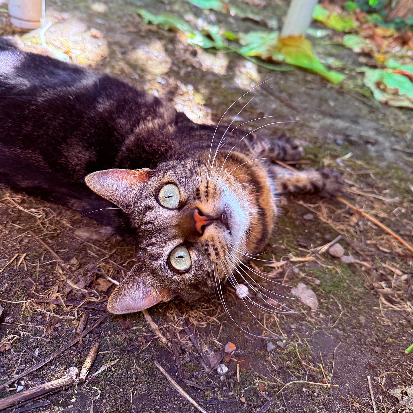 Orezza a rejoint le concours — aidez-le/la à gagner de superbes lots ! adorable, animal, cat, closeup, curious, daylight, ears, eyes, fur, ground, leaves, mammal, nature, outdoor, pet, playful, relaxed, tabby, twigs, whiskers