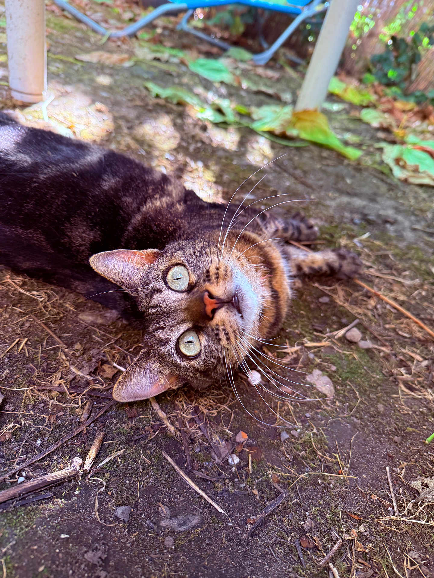 Orezza a rejoint le concours — aidez-le/la à gagner de superbes lots ! cat, tabby, outdoor, ground, leaves, twigs, curious, animal, pet, whiskers, eyes, ears, nature, relaxed, playful, closeup, mammal, fur, daylight, adorable
