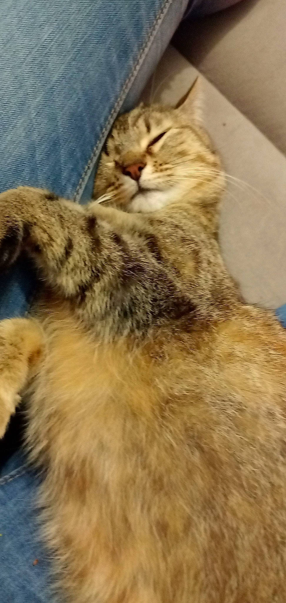 Isis a rejoint le concours — aidez-le/la à gagner de superbes lots ! carnivore, cat, claw, comfort, domestic_short_haired_cat, eye, fawn, felidae, fur, head, natural_material, small_to_medium_sized_cats, snout, tail, terrestrial_animal, whiskers, wildlife