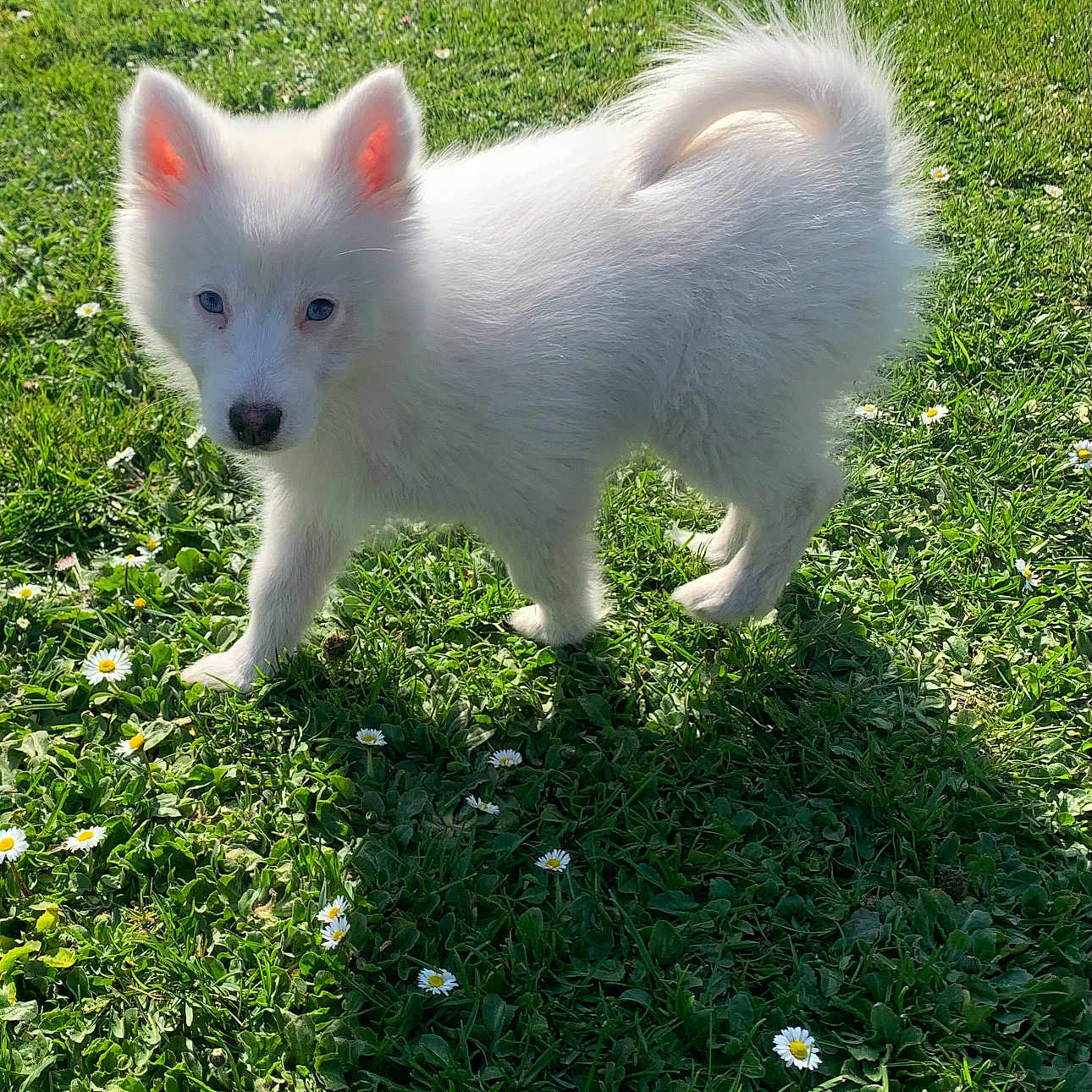 Wonska a rejoint le concours — aidez-le/la à gagner de superbes lots ! animal, canine, cat, dog, eskimodog, field, flower, fox, geranium, grass, grassland, green, lawn, nature, outdoors, pet, plant, puppy, whitedog, yard