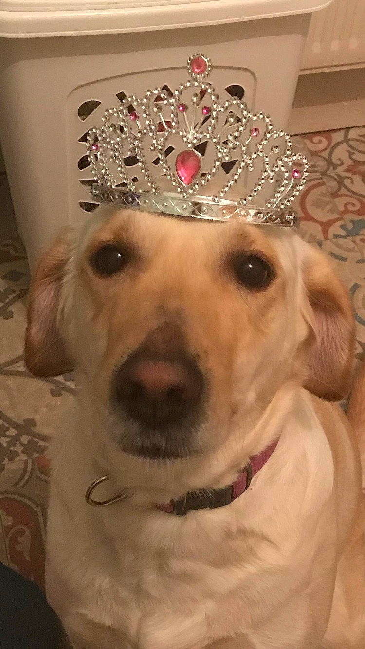 Jaika participe au concours pour gagner de l'argent avec cette photo : cap, carnivore, companion_dog, costume_hat, dog, dog_breed, dog_clothes, dog_collar, event, eyewear, fawn, fur, hat, headgear, pet_supply, selfie, sporting_group, tiara, whiskers, working_animal