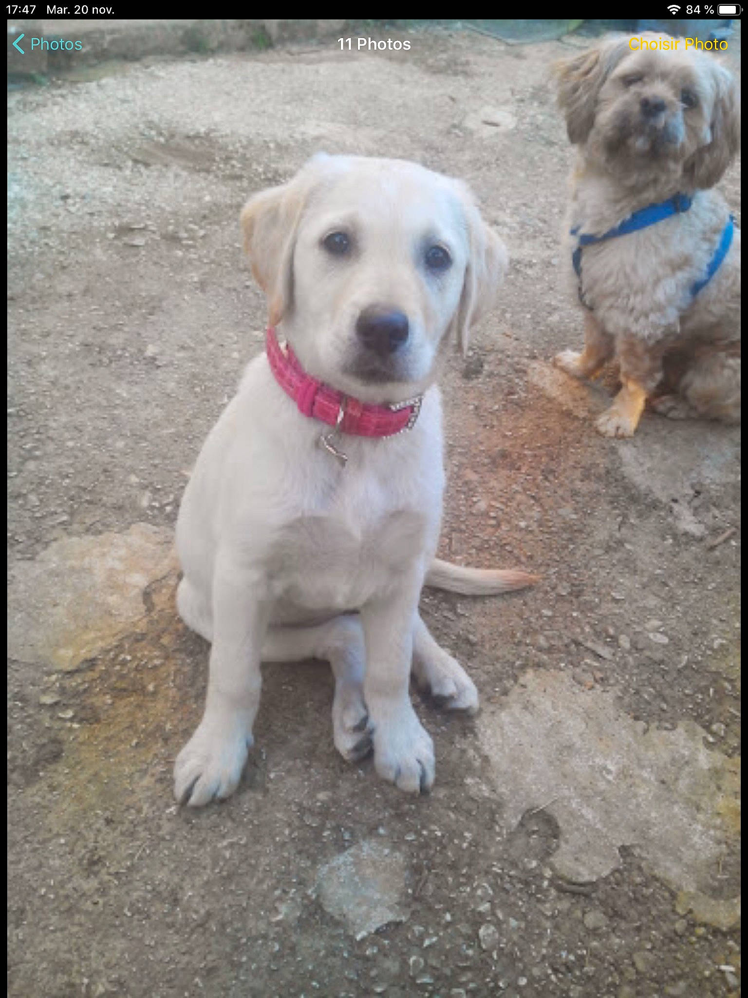 Jaika a rejoint le concours — aidez-le/la à gagner de superbes lots ! adventure, canidae, carnivore, collar, companion_dog, dog, dog_breed, dog_collar, dog_supply, fawn, labrador_retriever, leash, paw, pet_supply, snout, soil, sporting_group, tail, walking, working_animal