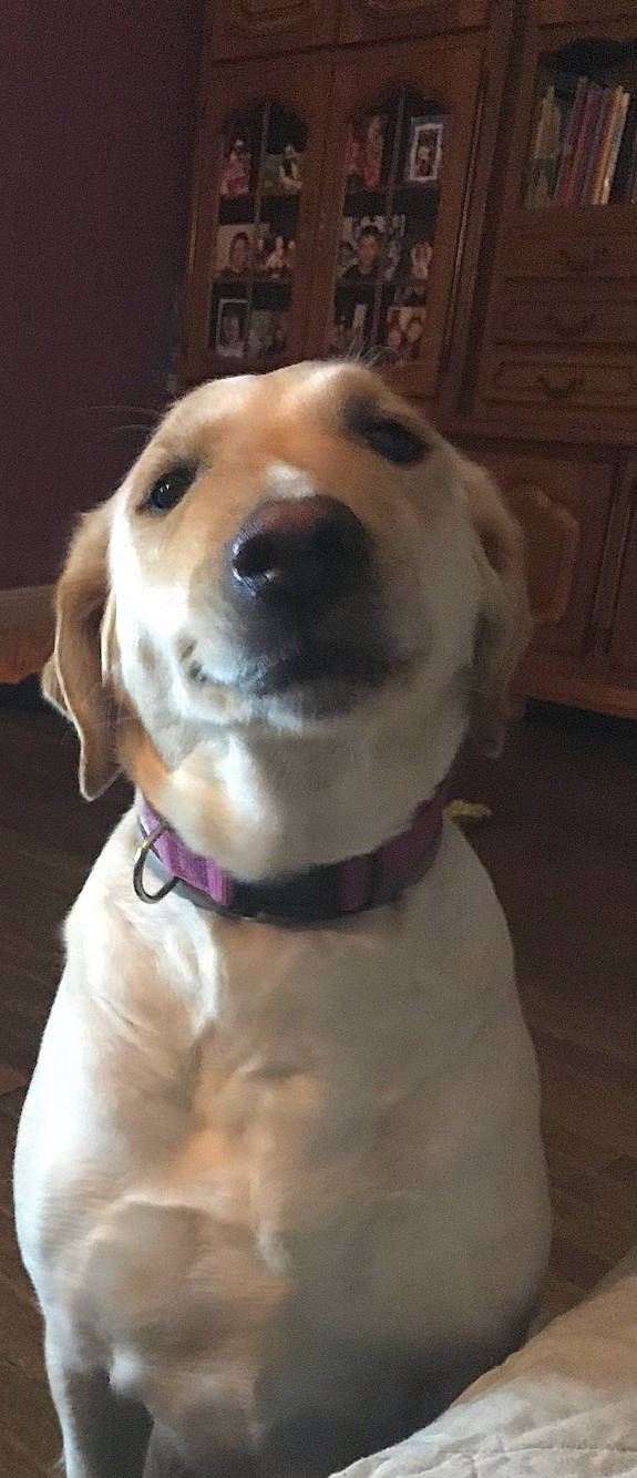 Jaika participe au concours pour gagner de l'argent avec cette photo : canidae, carnivore, collar, companion_dog, dog, dog_breed, dog_collar, dog_supply, fawn, flooring, fur, gun_dog, leash, non_sporting_group, pet_supply, retriever, snout, sporting_group, whiskers, working_animal