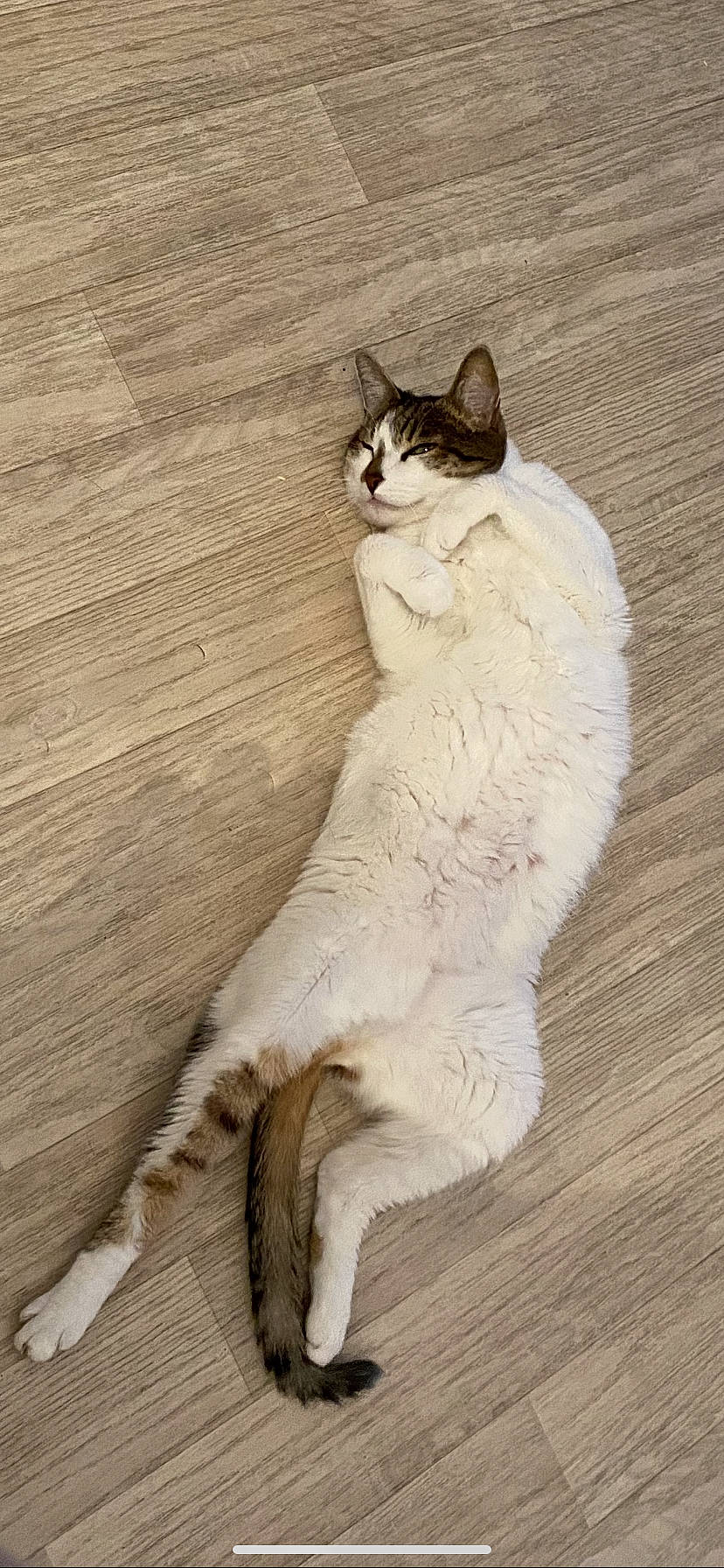 Flipette a rejoint le concours — aidez-le/la à gagner de superbes lots ! carnivore, cat, comfort, domestic_short_haired_cat, fawn, felidae, flooring, foot, fur, hardwood, paw, sitting, small_to_medium_sized_cats, tail, terrestrial_animal, varnish, whiskers, wildlife, wood, wood_stain