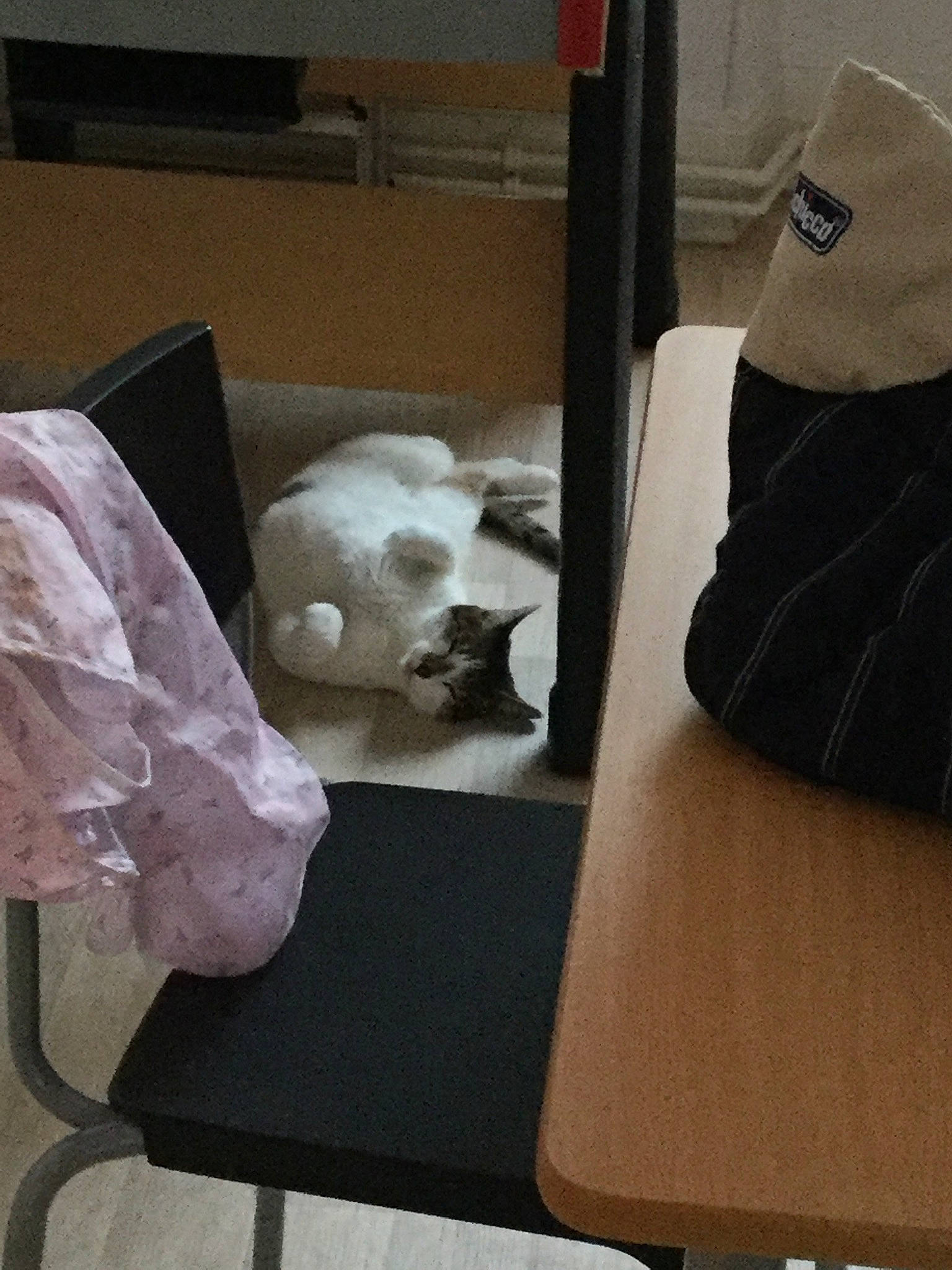 Flipette participe au concours pour gagner de l'argent avec cette photo : bag, carnivore, cat, chair, comfort, companion_dog, couch, eyewear, fawn, felidae, flooring, fur, grey, hardwood, linens, luggage_and_bags, small_to_medium_sized_cats, textile, whiskers, wood