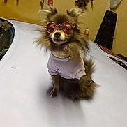 Cookie joined the competition — help win amazing prizes! dog, sunglasses, pet_clothing, car_hood, garage, fluffy, small_dog, indoor, accessories, animal, cute, fashion, sitting, fur, eyewear, casual, domestic_animal, portrait, funny, companion
