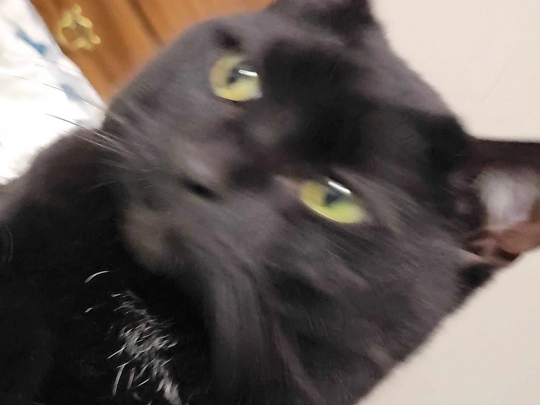 Gypsy is registered to the contest to win money with this photo: black_cat, bombay, carnivore, cat, domestic_short_haired_cat, felidae, fur, iris, plant, small_to_medium_sized_cats, snout, street_light, terrestrial_animal, tree, whiskers