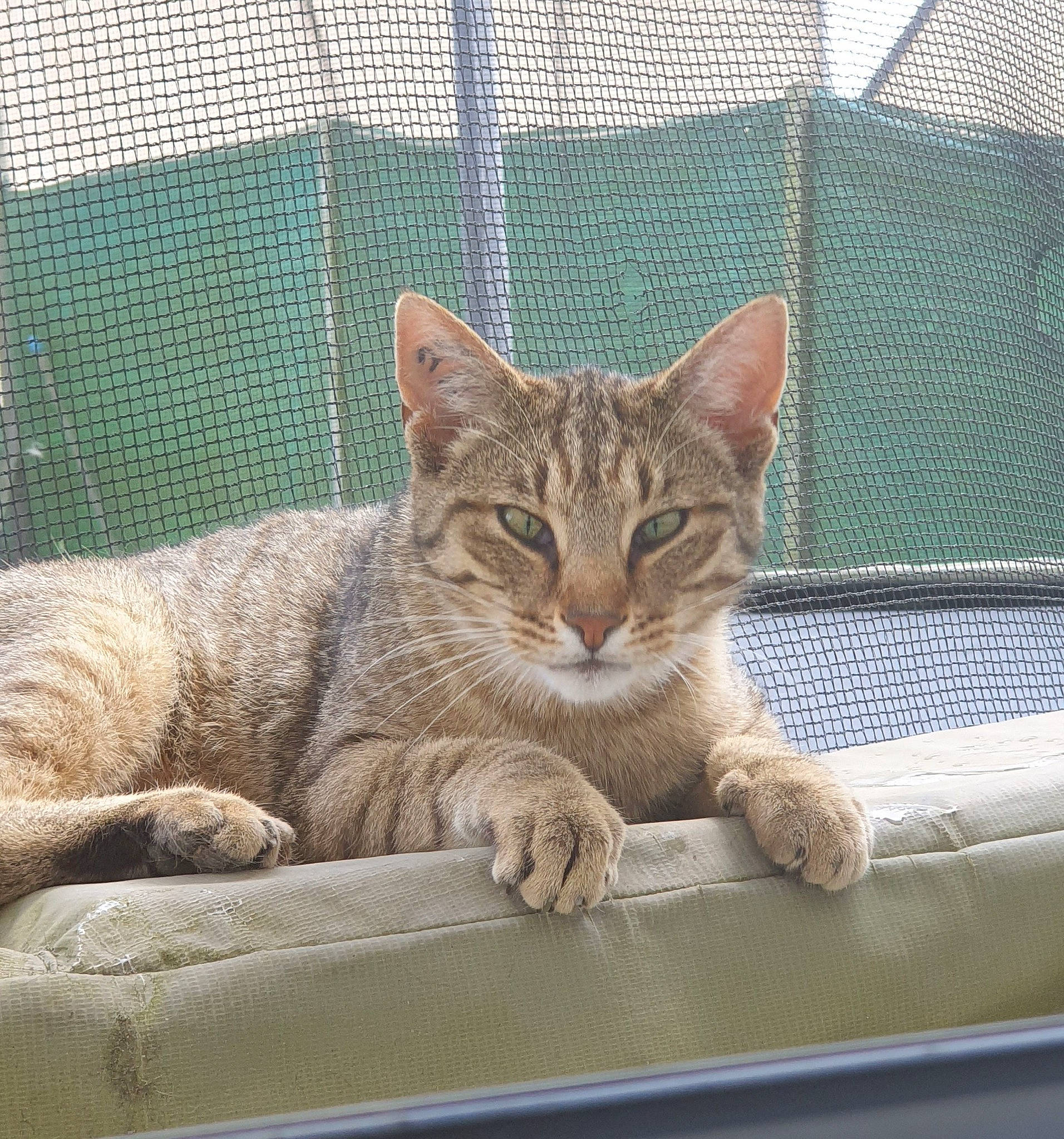 Lionceau a rejoint le concours — aidez-le/la à gagner de superbes lots ! animal_shelter, carnivore, cat, cat_supply, comfort, domestic_short_haired_cat, fawn, felidae, fur, mesh, pet_supply, sitting, small_to_medium_sized_cats, snout, tail, terrestrial_animal, whiskers, wildlife, window, windshield