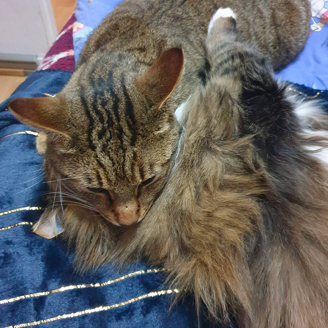 Lionceau participe au concours pour gagner de l'argent avec cette photo : carnivore, cat, claw, comfort, domestic_short_haired_cat, felidae, fur, maine_coon, nap, paw, small_to_medium_sized_cats, snout, tail, terrestrial_animal, whiskers