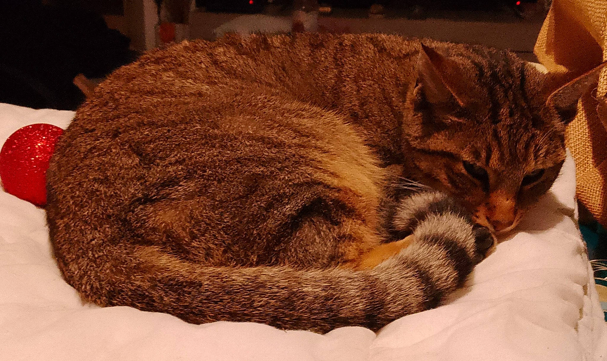 Lionceau a rejoint le concours — aidez-le/la à gagner de superbes lots ! carnivore, cat, cat_bed, cat_supply, claw, comfort, domestic_short_haired_cat, fawn, felidae, fur, hat, linens, paw, small_to_medium_sized_cats, tail, terrestrial_animal, thread, whiskers, wool, woolen