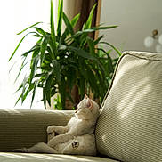 Luna is registered to the contest to win money with this photo: cat, couch, cozy, cream_fur, cushion, cute, feline, houseplant, indoor, kitten, living_room, lying_down, paws, pet, portrait, relaxed, sofa, sunlight, tail, window