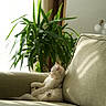 cat, couch, cozy, cream_fur, cushion, cute, feline, houseplant, indoor, kitten, living_room, lying_down, paws, pet, portrait, relaxed, sofa, sunlight, tail, window