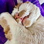 cat, sleeping, close_up, fluffy, white, orange, paw, nose, whiskers, teeth, mouth, blanket, purple, cozy, relaxed, pet, animal, fur, cute, comfort