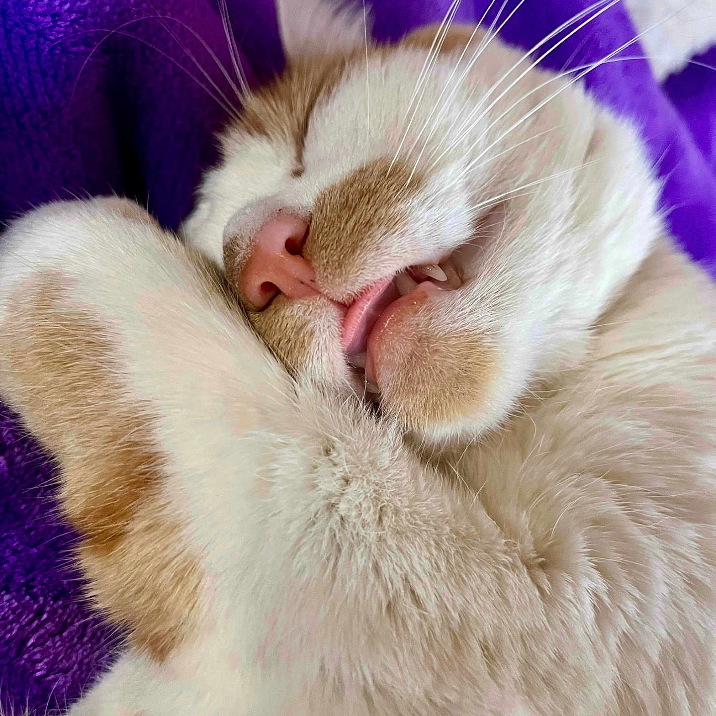 Leo joined the competition — help win amazing prizes! animal, blanket, cat, close_up, comfort, cozy, cute, fluffy, fur, mouth, nose, orange, paw, pet, purple, relaxed, sleeping, teeth, whiskers, white