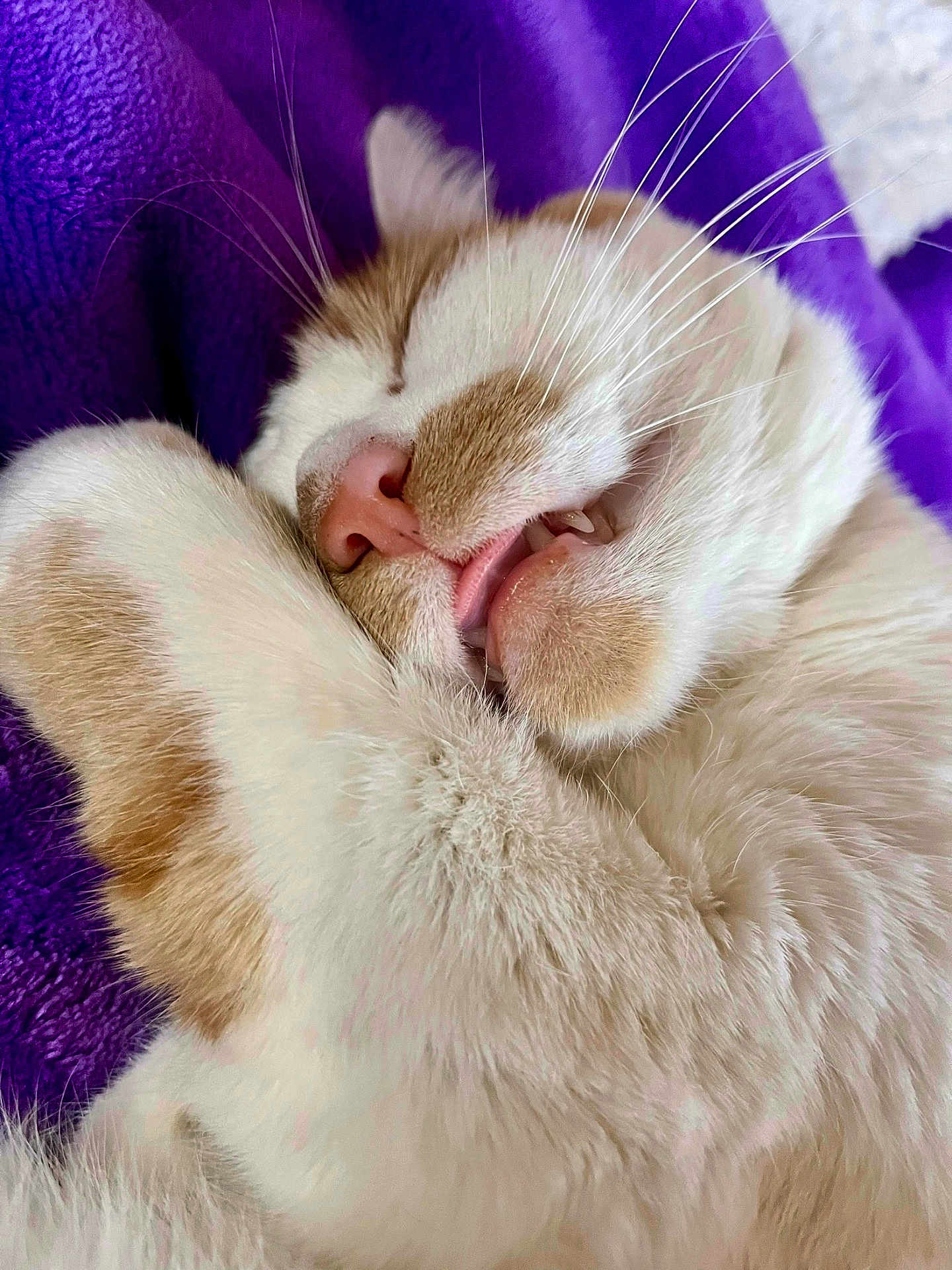 Leo joined the competition — help win amazing prizes! cat, sleeping, close_up, fluffy, white, orange, paw, nose, whiskers, teeth, mouth, blanket, purple, cozy, relaxed, pet, animal, fur, cute, comfort