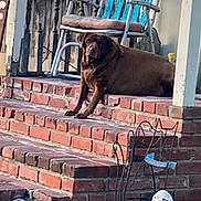 Pennie Pooh Smith is registered to the contest to win money with this photo: dog, labrador, brown_dog, brick_steps, porch, chair, furniture, outdoor, garden, statue, wireframe_cat, pet, animal, resting, daylight, curious, house, wooden_railings, backyard, relaxed