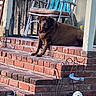 dog, labrador, brown_dog, brick_steps, porch, chair, furniture, outdoor, garden, statue, wireframe_cat, pet, animal, resting, daylight, curious, house, wooden_railings, backyard, relaxed