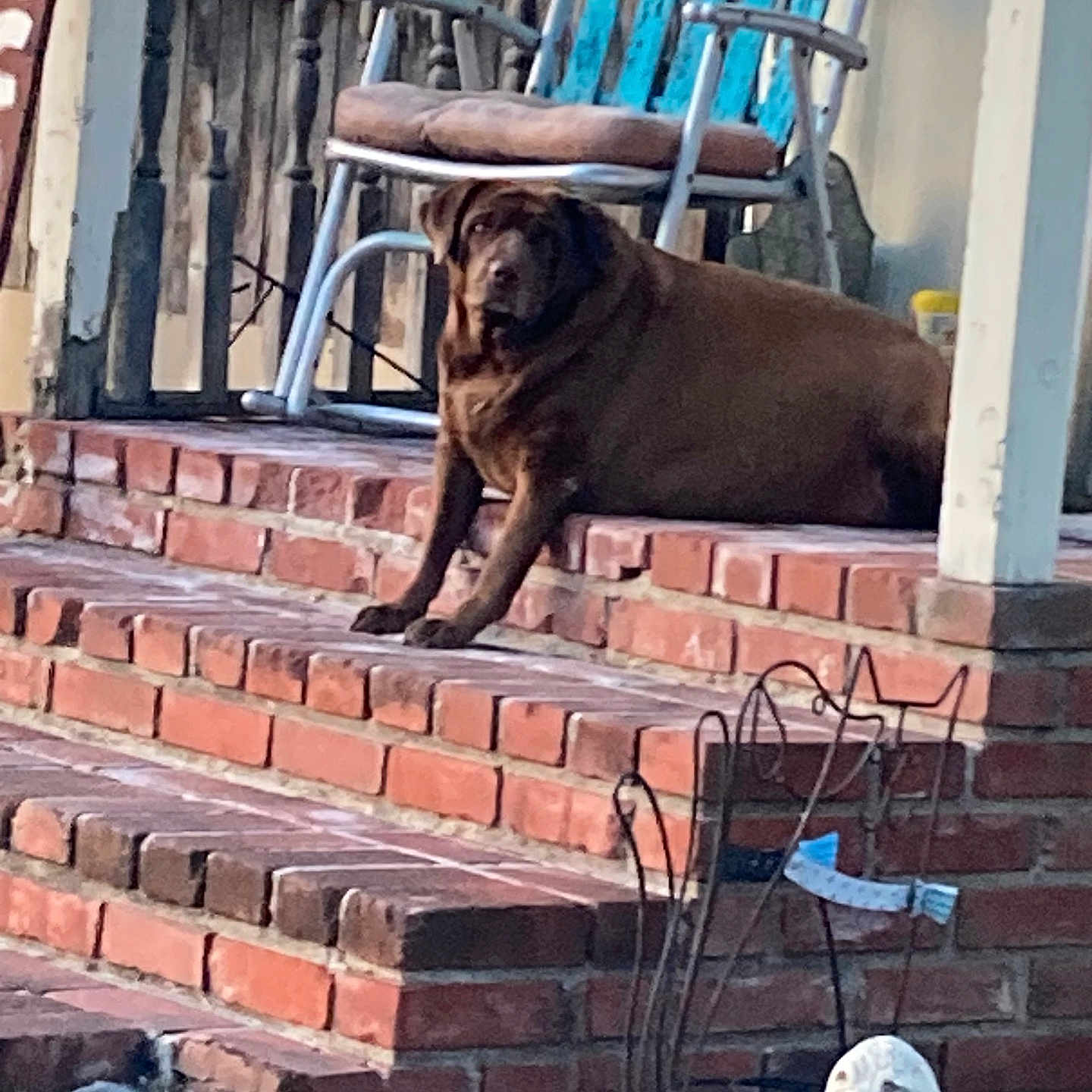 Pennie Pooh Smith is registered to the contest to win money with this photo: dog, labrador, brown_dog, brick_steps, porch, chair, furniture, outdoor, garden, statue, wireframe_cat, pet, animal, resting, daylight, curious, house, wooden_railings, backyard, relaxed