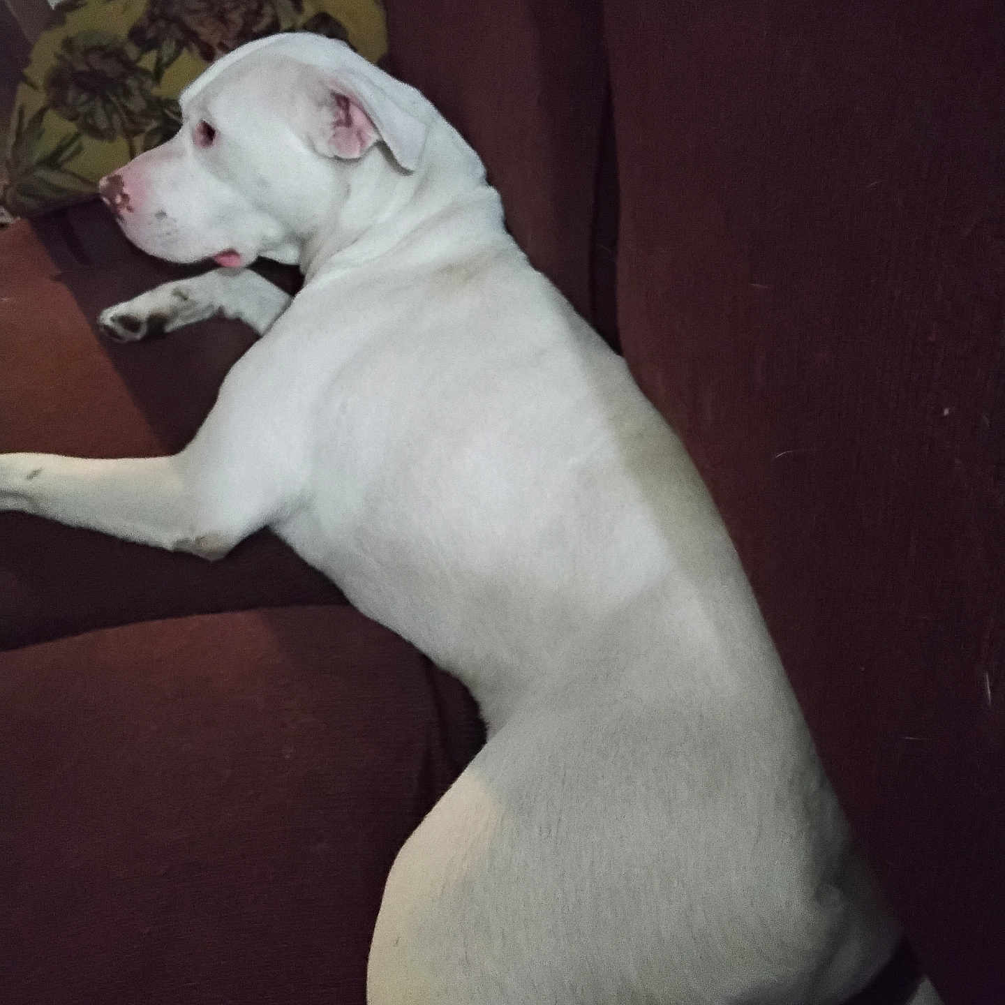 Kozzi is registered to the contest to win money with this photo: animal, boxer, bulldog, canine, couch, cushion, dog, frenchbulldog, furniture, homedecor, hound, indoors, labradorretriever, person, pet, pitbull, pointer, puppy, sleeping, whitedog