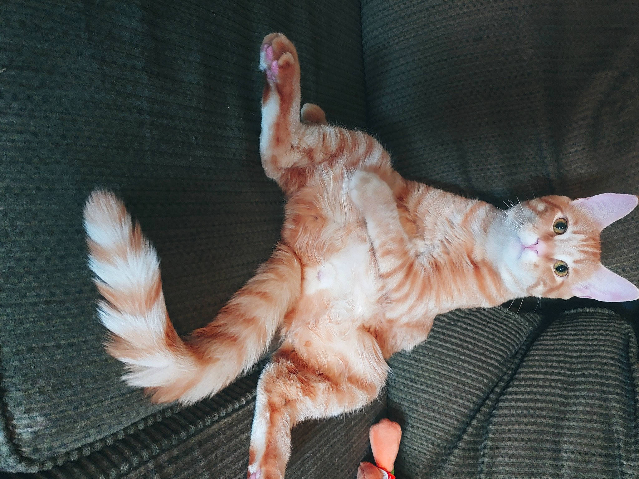 Stampy is registered to the contest to win money with this photo: canidae, carnivore, cat, claw, comfort, domestic_short_haired_cat, fawn, felidae, foot, fur, paw, peach, small_to_medium_sized_cats, tail, terrestrial_animal, toy, whiskers, wood