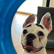 Vaïana participe au concours pour gagner de l'argent avec cette photo : animal, black_spots, blue_frame, close_up, companion, couch, curious, dog, ears, face, floor, furniture, happy, indoor, pet, playful, portrait, tongue, white_dog, wooden_floor
