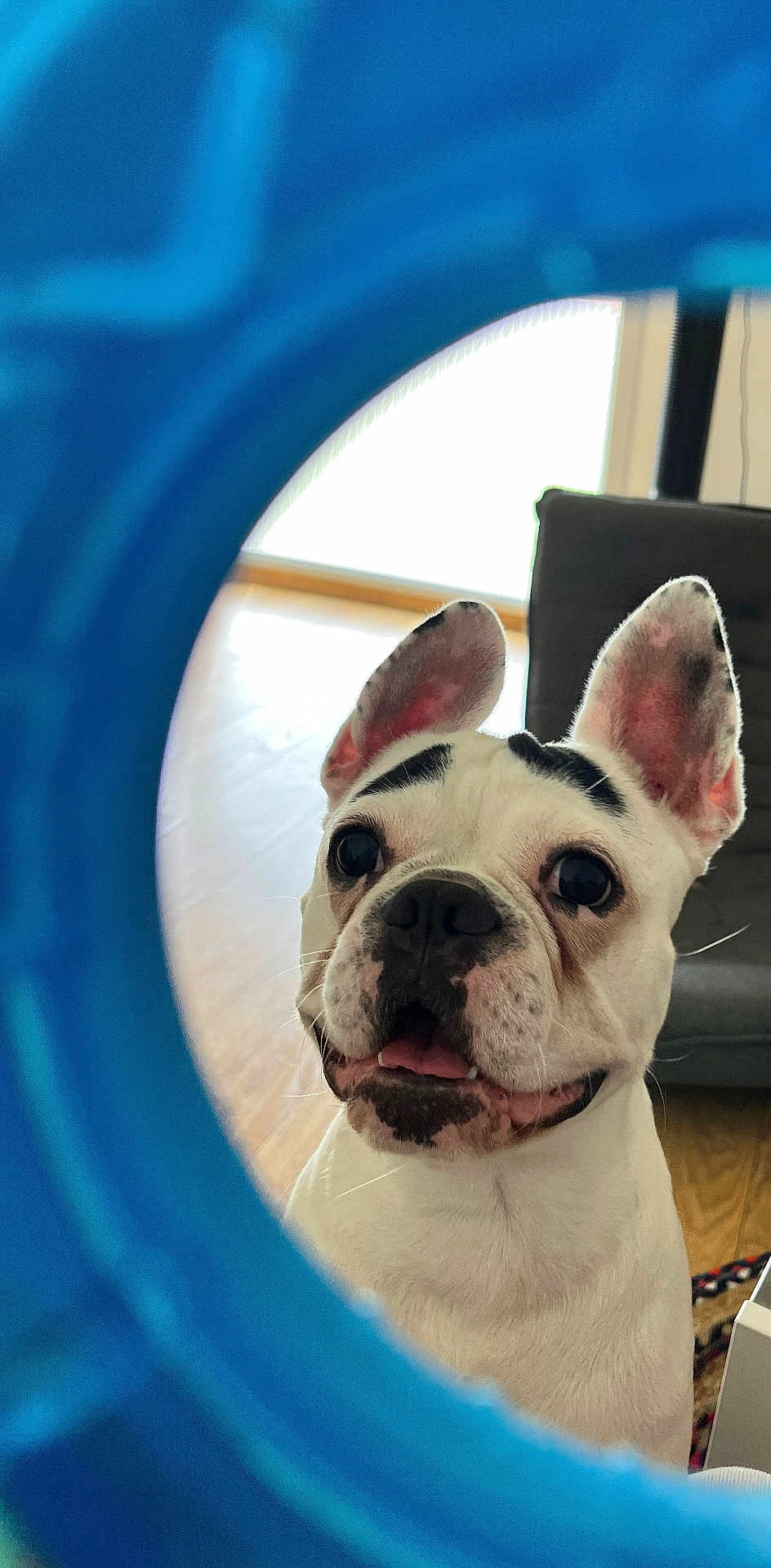 Vaïana participe au concours pour gagner de l'argent avec cette photo : animal, black_spots, blue_frame, close_up, companion, couch, curious, dog, ears, face, floor, furniture, happy, indoor, pet, playful, portrait, tongue, white_dog, wooden_floor