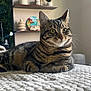 cat, tabby_cat, pet, indoor, portrait, whiskers, bed, blanket, shelf, plant, vase, decor, cozy, fur, paws, eyes, focused, domestic_animal, living_room, close_up