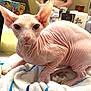 Peachy is registered to the contest to win money with this photo: sphynx_cat, hairless_cat, cat, pet, towel, bathroom, toiletries, large_ears, wrinkled_skin, close_up, animal, indoor, curious, pink_skin, feline, domestic_cat, portrait, resting, looking_at_camera, cute