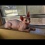 Peachy joined the competition — help win amazing prizes! sphynx_cat, hairless_cat, cat, pet, window_sill, indoor, animal, resting, ears, wrinkles, feline, domestic_cat, natural_light, quiet, relaxed, close_up, side_view, looking, curious, skin