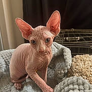Peachy is registered to the contest to win money with this photo: sphynx_cat, hairless_cat, cat, pet, animal, indoor, blanket, curious, ears, wrinkled_skin, blue_eyes, feline, cute, soft_texture, cozy, resting, looking, closeup, domestic, young_cat