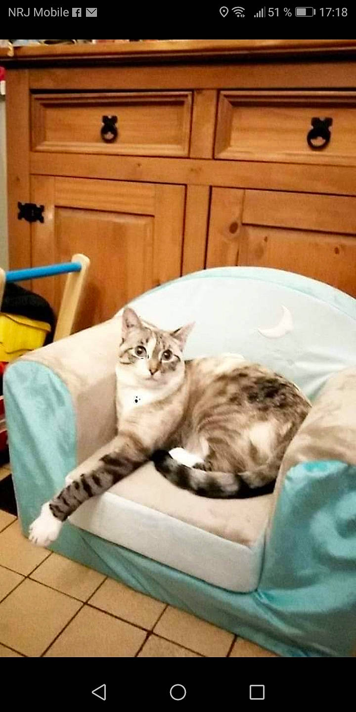 Daisy a rejoint le concours — aidez-le/la à gagner de superbes lots ! aegean_cat, american_shorthair, asian, carnivore, cat, cat_bed, comfort, domestic_short_haired_cat, dragon_li, egyptian_mau, european_shorthair, felidae, fur, furniture, kitten, small_to_medium_sized_cats, tabby_cat, tail, whiskers