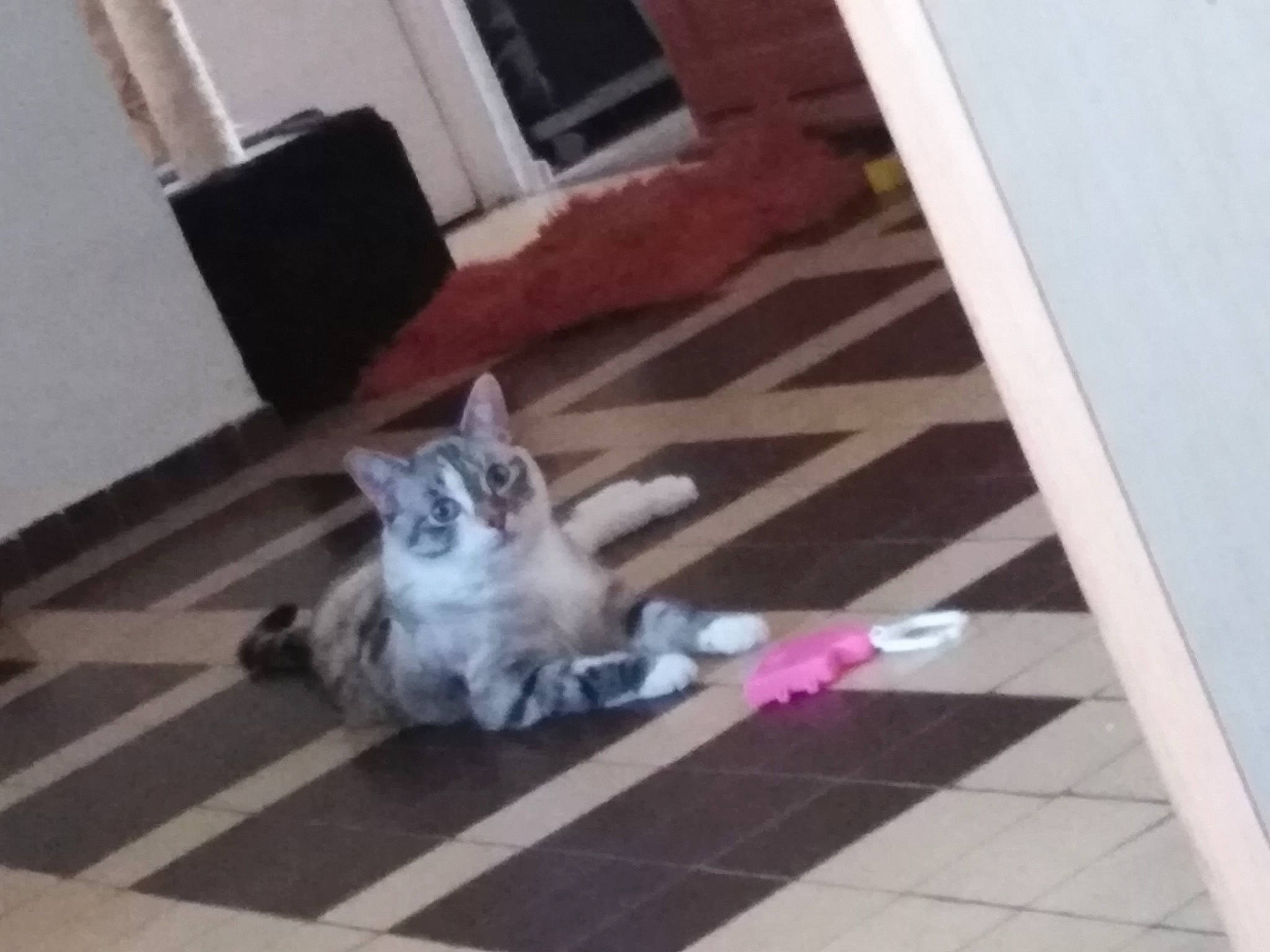 Daisy participe au concours pour gagner de l'argent avec cette photo : american_shorthair, canidae, carnivore, cat, domestic_short_haired_cat, egyptian_mau, european_shorthair, felidae, floor, flooring, hardwood, kitten, leg, mammal, small_to_medium_sized_cats, snapshot, tabby_cat, tile, whiskers, wood