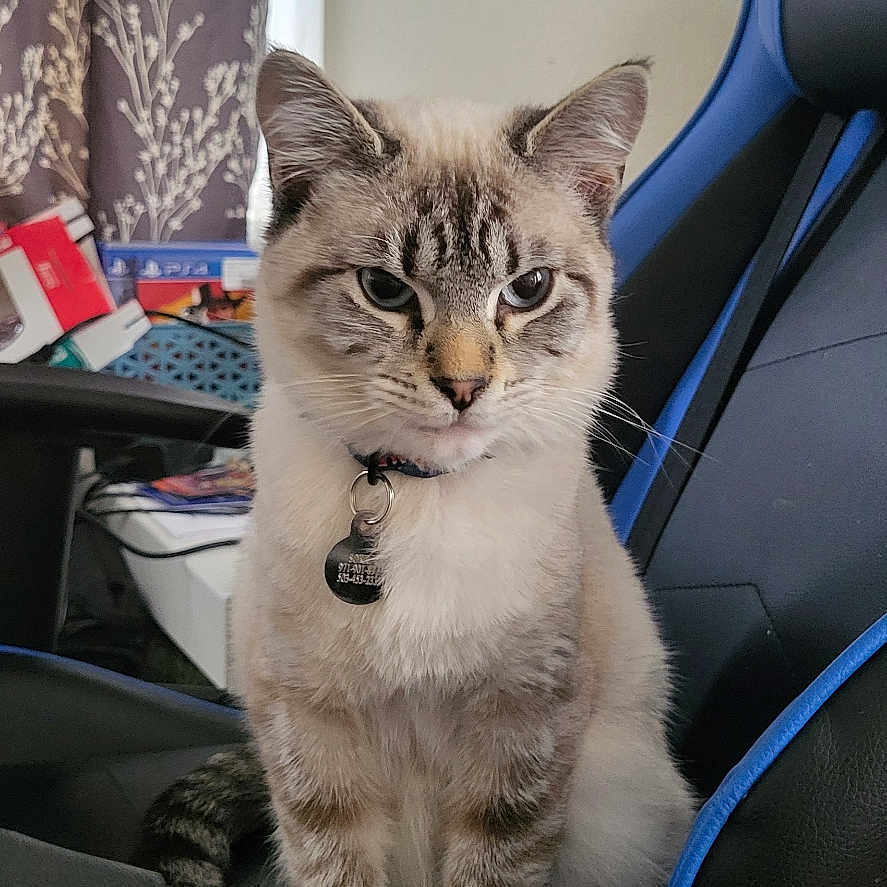 Sokka joined the competition — help win amazing prizes! alloywheel, animal, car, carwheel, cat, chair, couch, cushion, furniture, homedecor, kitten, machine, manx, pet, siamese, spoke, tire, transportation, vehicle, wheel