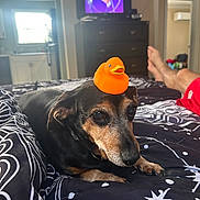 Roxy is registered to the contest to win money with this photo: dog, rubber_duck, bed, bedspread, black_and_brown_dog, indoor, person, legs, furniture, dresser, television, window, blanket, relaxed, pet, animal, home, comfort, toy, resting