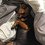 Roxy is registered to the contest to win money with this photo: dog, pet, blanket, bed, fur, canine, lying_down, indoor, cute, playful, expression, animal, paw, black_and_tan, resting, cozy, fur_texture, snout, ears, mouth_open