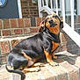 Roxy joined the competition — help win amazing prizes! dog, pet, black, tan, small_dog, sitting, outdoor, brick, steps, sunlight, porch, animal, canine, domestic_animal, fur, paw, tail, ears, face, expression