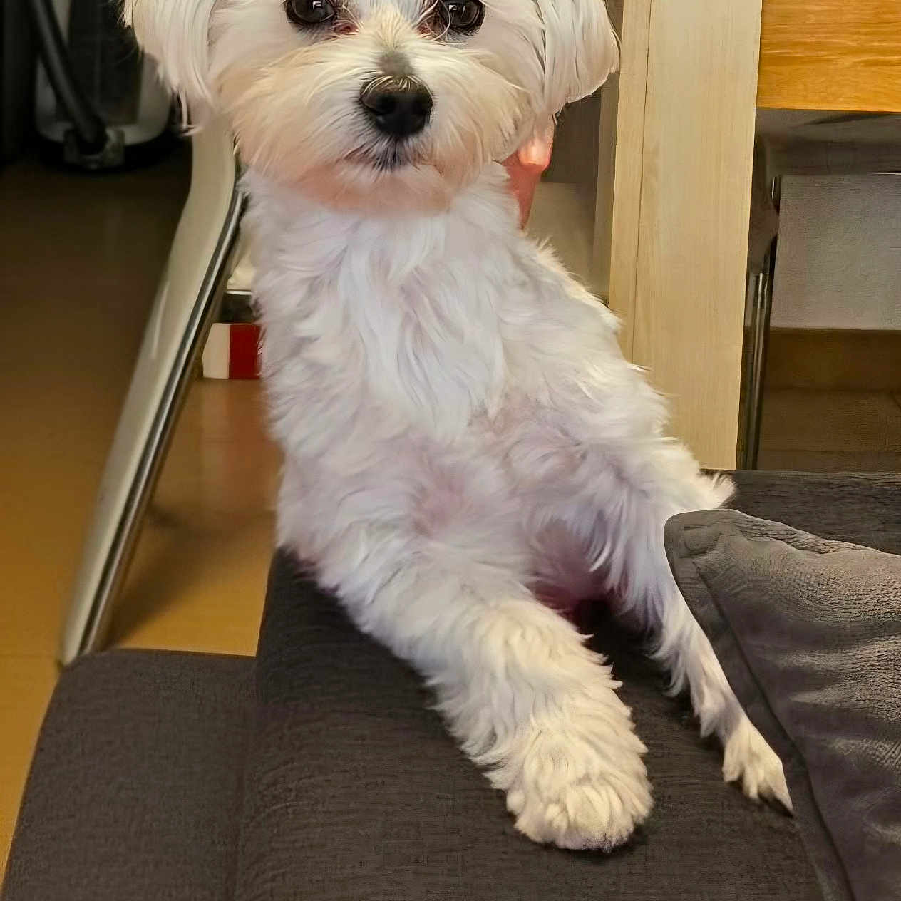 Tigrou