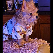 Scarlett joined the competition — help win amazing prizes! dog, small_dog, puppy, clothing, outfit, necklace, pearl_necklace, blanket, couch, indoor, kitchen, furniture, pet, animal, cute, sitting, fur, face, ears, portrait