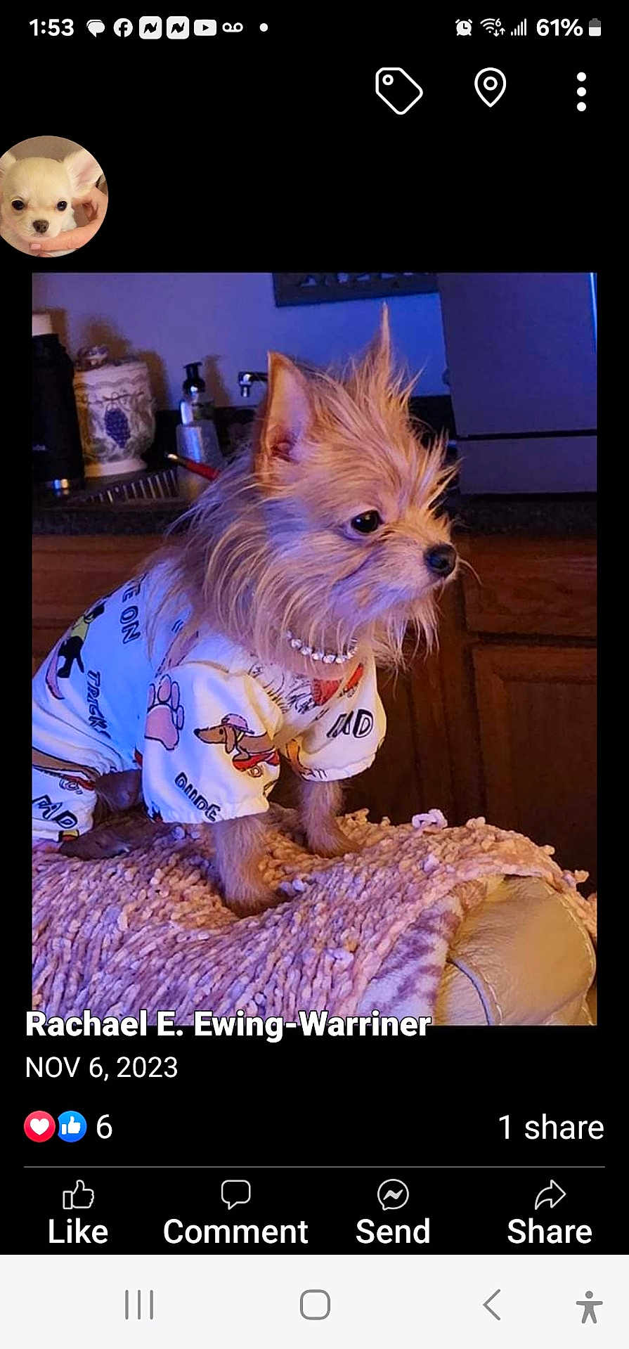 Scarlett joined the competition — help win amazing prizes! dog, small_dog, puppy, clothing, outfit, necklace, pearl_necklace, blanket, couch, indoor, kitchen, furniture, pet, animal, cute, sitting, fur, face, ears, portrait