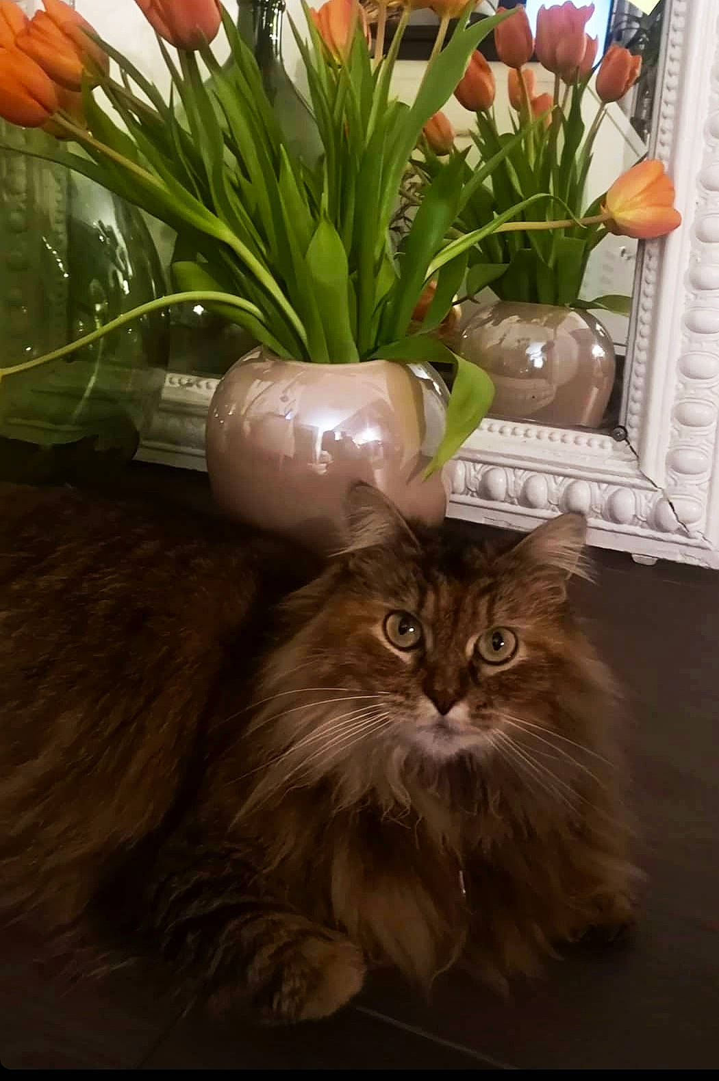 Maïa a rejoint le concours — aidez-le/la à gagner de superbes lots ! carnivore, cat, felidae, flooring, floral_design, flower, flower_arranging, flowerpot, fur, grass, hardwood, houseplant, living_room, maine_coon, plant, small_to_medium_sized_cats, vase, whiskers, window, wood