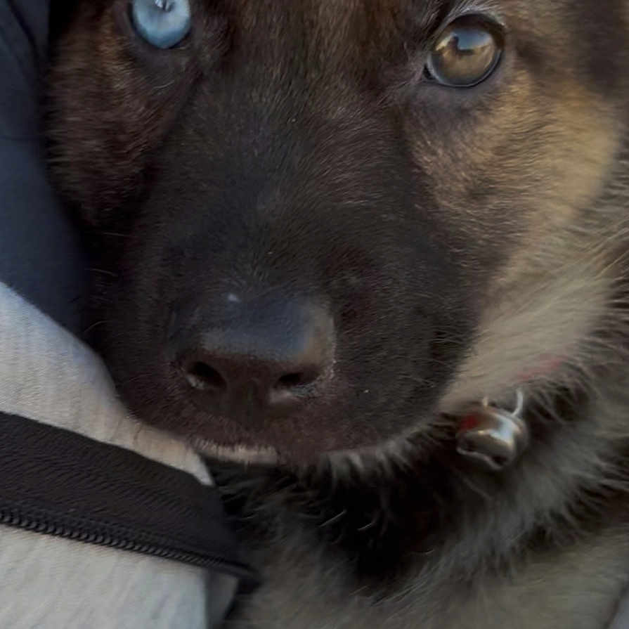 Max is registered to the contest to win money with this photo: animal, blue_eye, brown, canine, close_up, collar, cuddling, cute, dog, domestic_animal, ears, face, fur, heterochromia, outdoor, pet, portrait, puppy, snout, young_dog