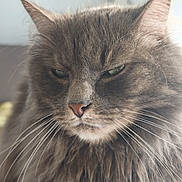 Tagada participe au concours pour gagner de l'argent avec cette photo : cat, fluffy, gray, whiskers, close_up, pet, fur, portrait, animal, indoor, face, feline, long_hair, cute, mammal, domestic_animal, expression, natural_light, closeup, eyes