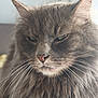 cat, fluffy, gray, whiskers, close_up, pet, fur, portrait, animal, indoor, face, feline, long_hair, cute, mammal, domestic_animal, expression, natural_light, closeup, eyes