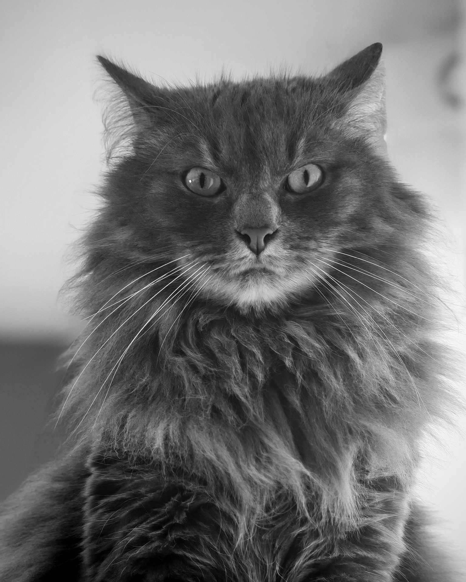 Tagada a rejoint le concours — aidez-le/la à gagner de superbes lots ! cat, fluffy, portrait, black_and_white, animal, feline, whiskers, close_up, fur, pet, indoor, mammal, eyes, face, cute, majestic, looking_at_camera, domestic_cat, long_hair